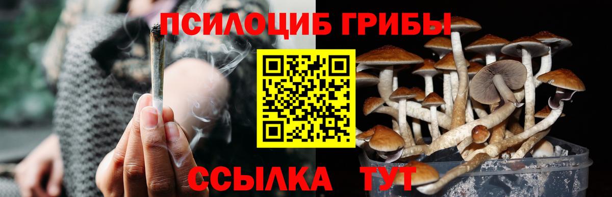 Электрогорск  Псилоцибиновые грибы Psilocybe  Вход с VPN 